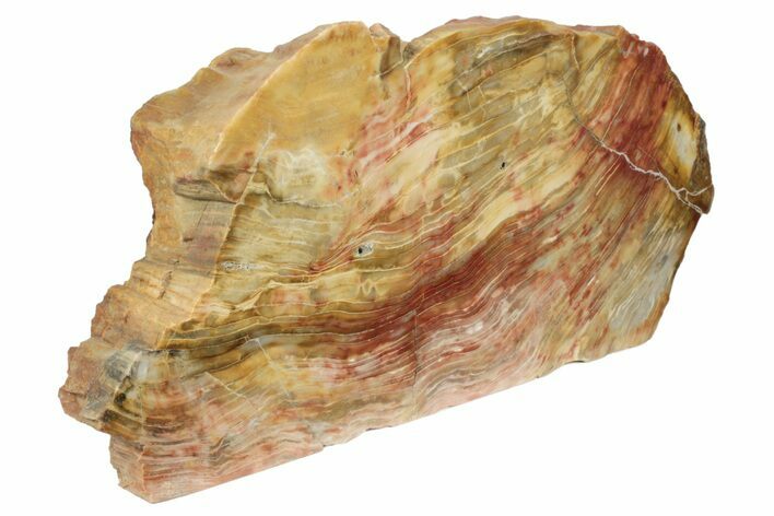 Polished Petrified Wood Stand-up - Australia #199283